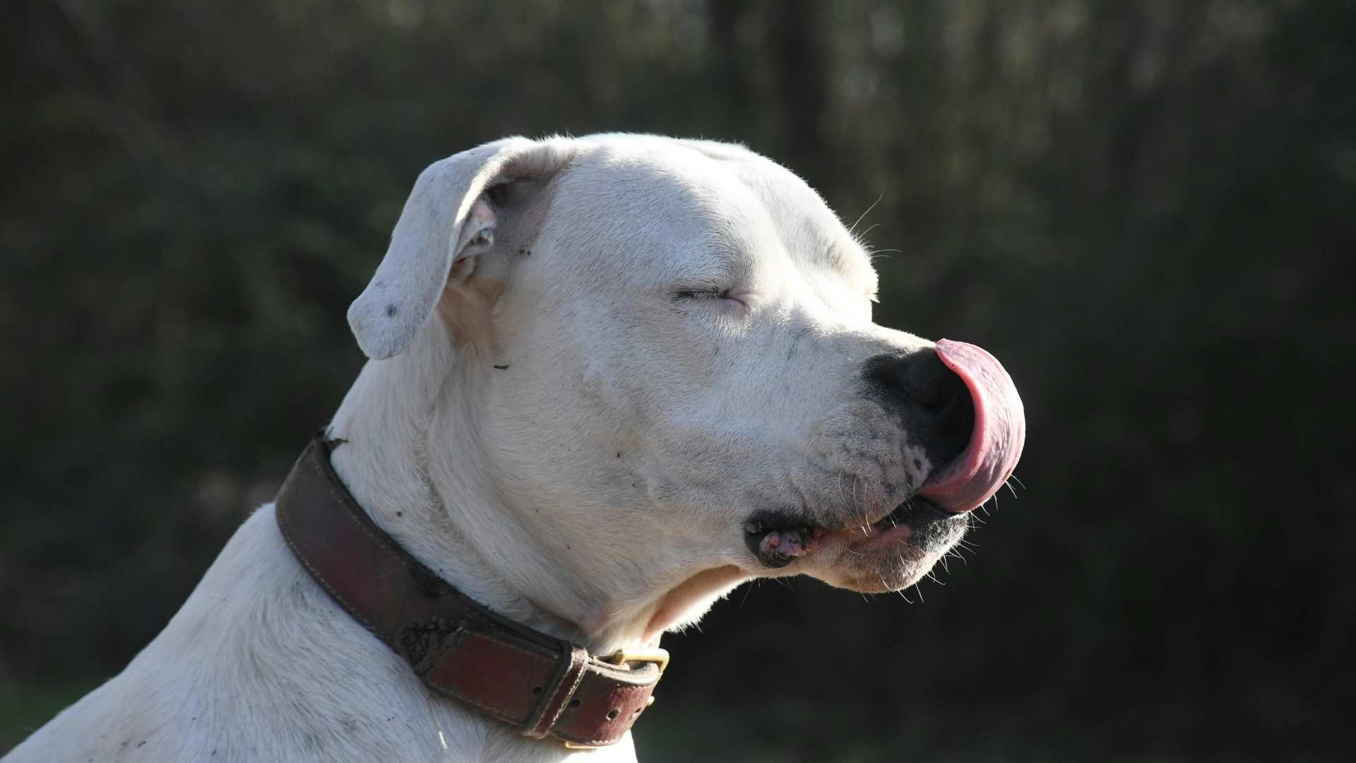 perro relamiéndose
